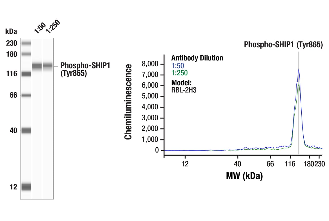 Western Blotting Image 1: Phospho-SHIP1 (Tyr865) (F3N9M) Rabbit Monoclonal Antibody