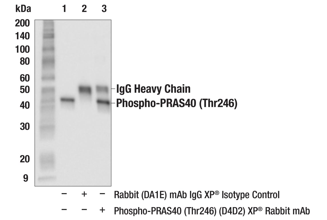 Immunoprecipitation Image 1: Phospho-PRAS40 (Thr246) (D4D2) Rabbit Monoclonal Antibody