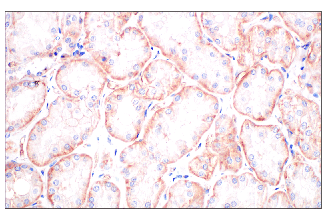 Immunohistochemistry Image 7: CD58 (F1C9B) Rabbit Monoclonal Antibody