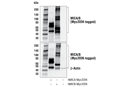 Western Blotting Image 2: MICA/B (E9N7G) Rabbit Monoclonal Antibody
