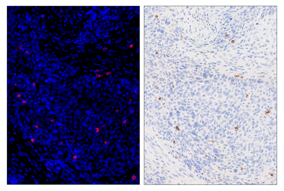 Immunohistochemistry Image 3: GITR (D5V7P) & CO-0187-488 SignalStar<sup>®</sup> Oligo-Antibody Pair