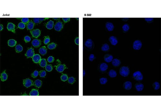 Immunofluorescence Image 1: Integrin alpha4 (D2E1) Rabbit Monoclonal Antibody