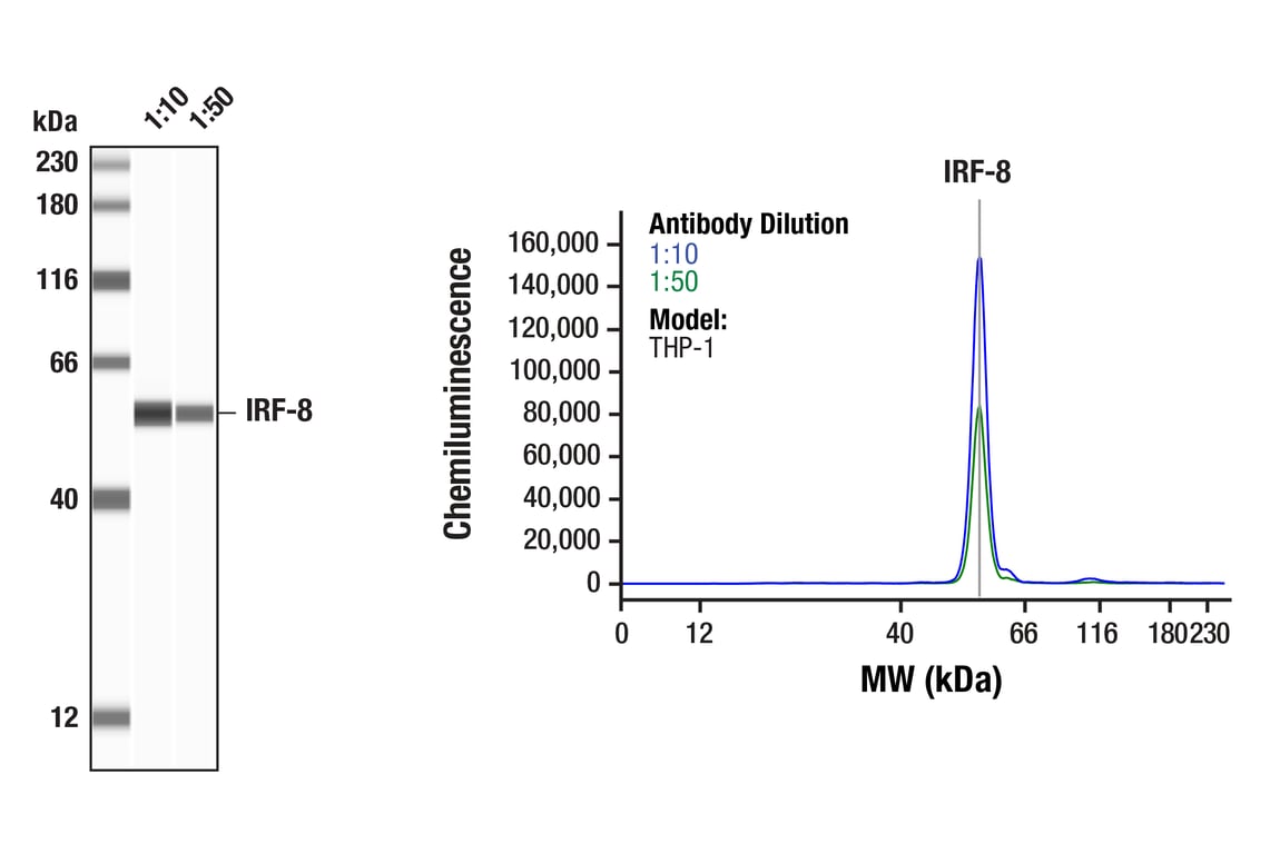 Western Blotting Image 1: IRF-8 (D20D8) Rabbit Monoclonal Antibody