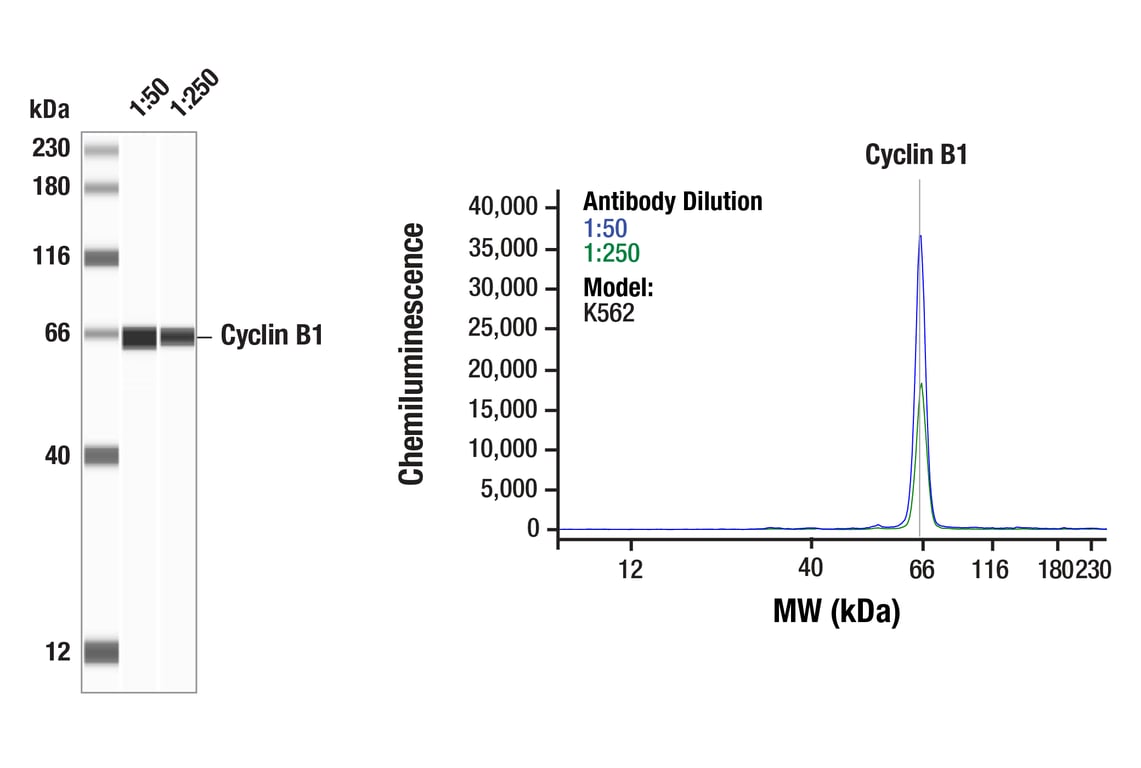 Western Blotting Image 1: Cyclin B1 (F7U1O) Rabbit Monoclonal Antibody