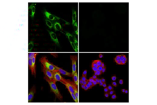 Immunofluorescence Image 1: COL1A1 (E8F4L) Rabbit Monoclonal Antibody