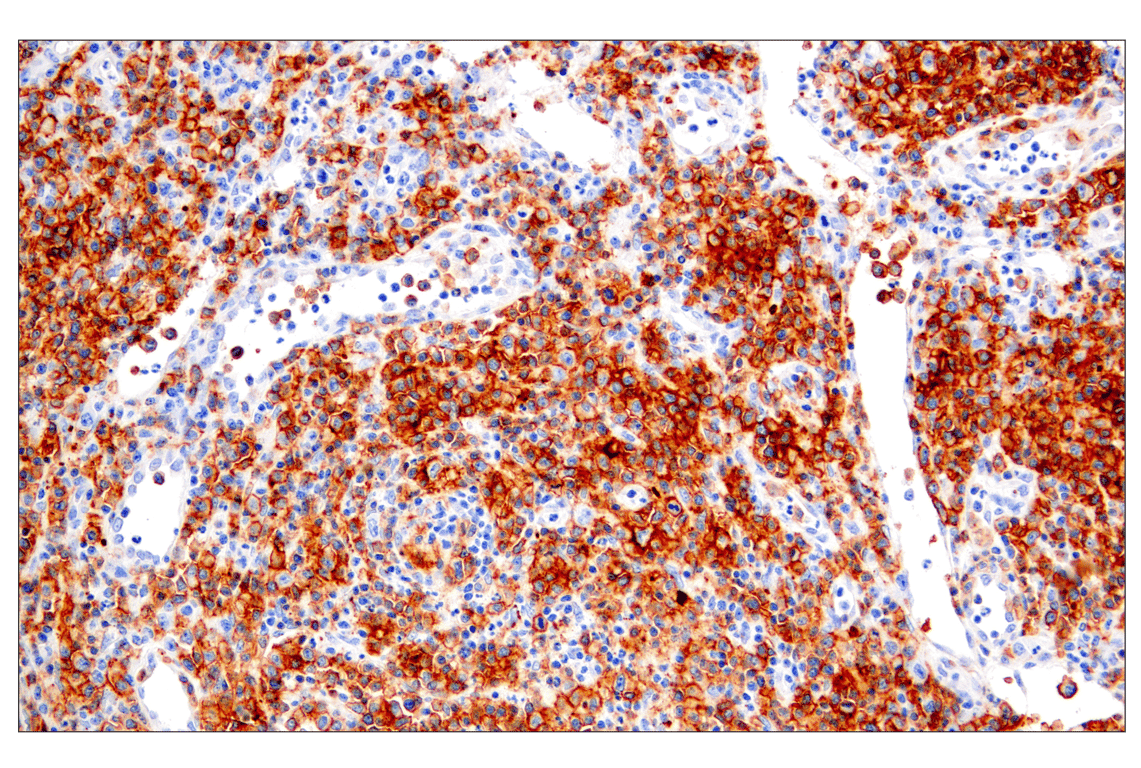CD28 (D2Z4E) Rabbit mAb | Cell Signaling Technology