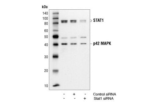 undefined Image 8: Stat Antibody Sampler Kit