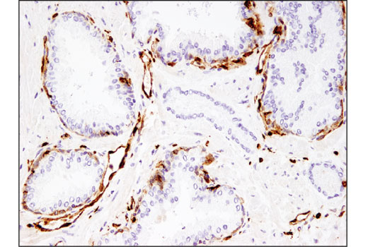 Immunohistochemistry Image 2: CD74 (D5N3I) Rabbit Monoclonal Antibody
