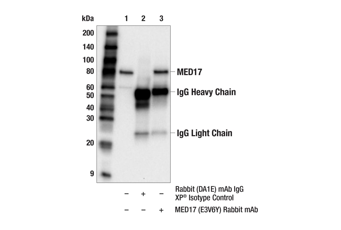 Immunoprecipitation Image 1: MED17 (E3V6Y) Rabbit Monoclonal Antibody