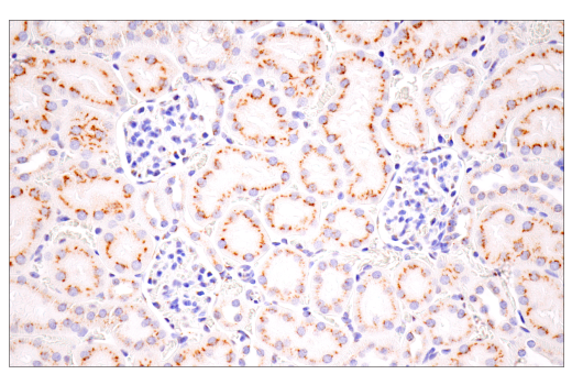 Immunohistochemistry Image 9: Furin (E2Y2F) Rabbit Monoclonal Antibody