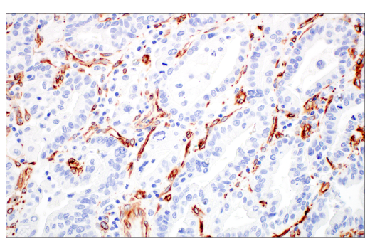 Immunohistochemistry Image 1: Nestin (E4O9E) Rabbit Monoclonal Antibody