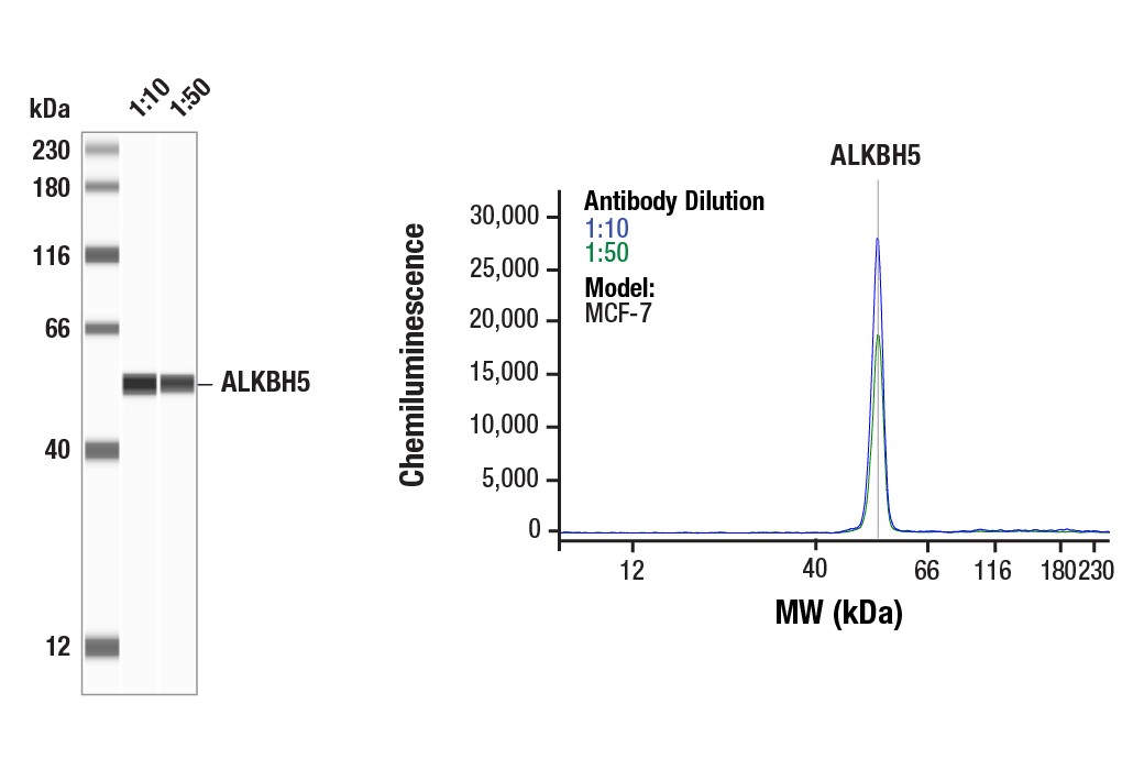 Western Blotting Image 1: ALKBH5 (E3F6E) Rabbit Monoclonal Antibody