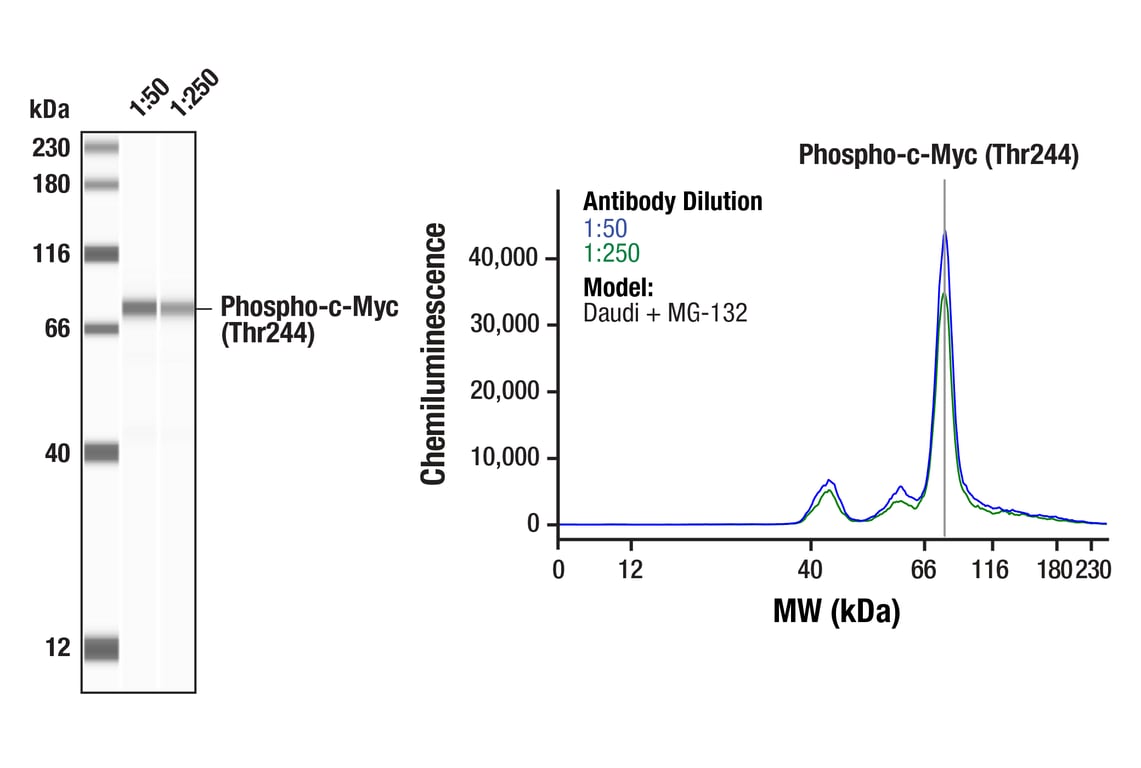 Western Blotting Image 1: Phospho-c-Myc (Thr244) (F3G5K) Rabbit Monoclonal Antibody