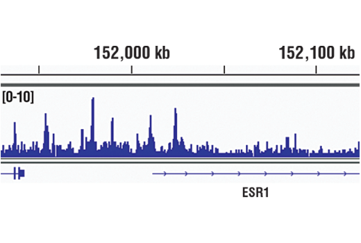 Chromatin Immunoprecipitation Image 1: SMARCC2/BAF170 (D8O9V) Rabbit Monoclonal Antibody