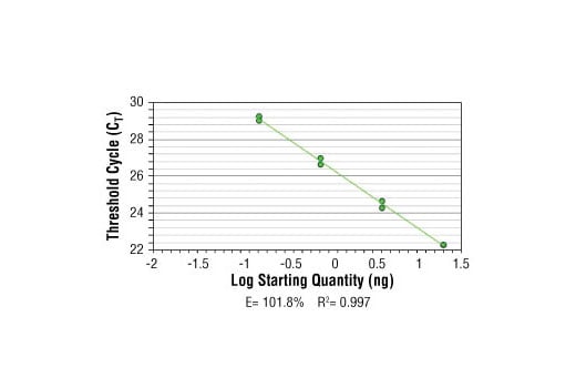Chromatin Immunoprecipitation Image 2: SimpleChIP<sup>®</sup> Human MYT-1 Exon 1 Primers