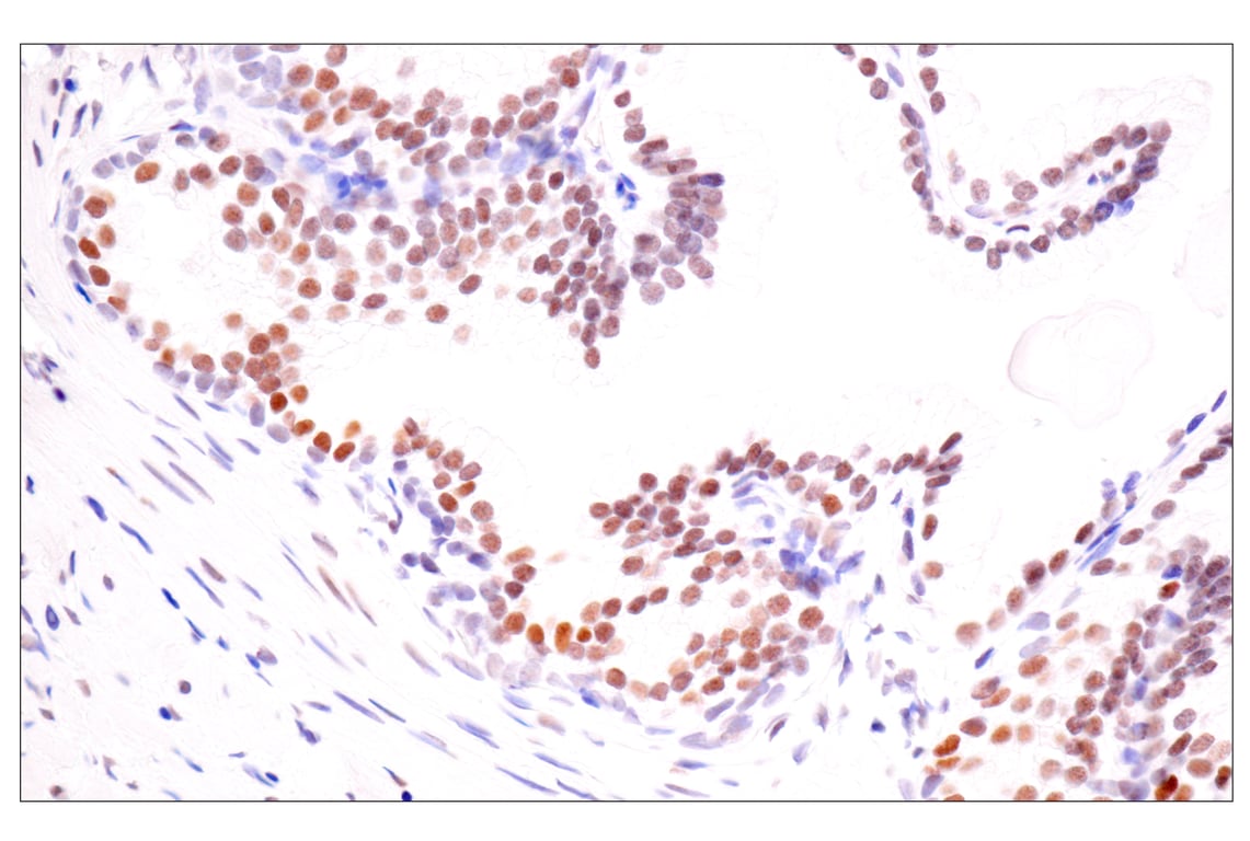 Immunohistochemistry Image 7: TLE3 (E4F3Y) Rabbit Monoclonal Antibody