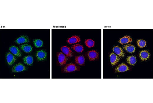 undefined Image 34: Pro-Apoptosis Bcl-2 Family Antibody Sampler Kit