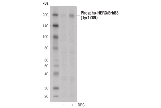 Western Blotting Image 2: Phospho-HER3/ErbB3 (Tyr1289) (21D3) Rabbit Monoclonal Antibody