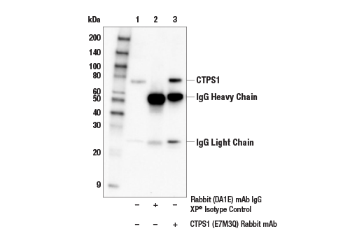 Immunoprecipitation Image 1: CTPS1 (E7M3Q) Rabbit Monoclonal Antibody