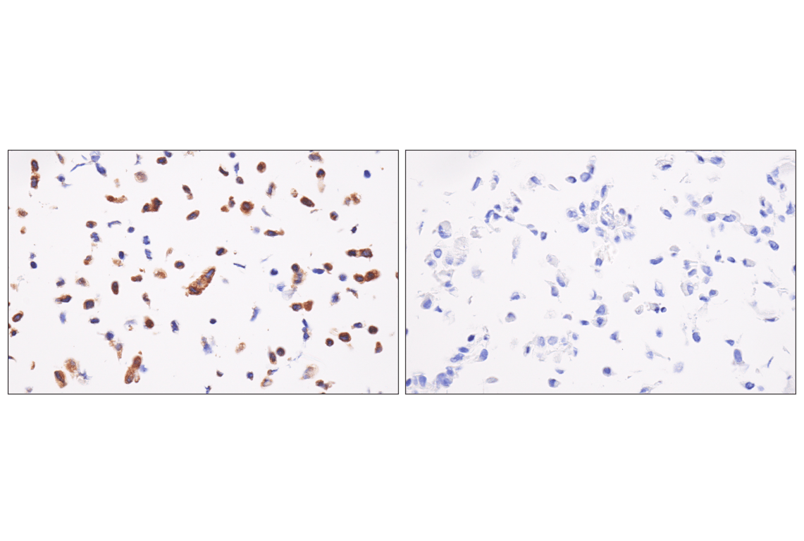 Immunohistochemistry Image 12: ENTPD5 (E5U3V) Rabbit Monoclonal Antibody