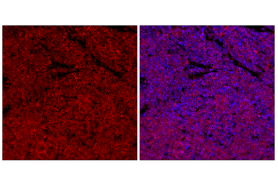 Immunofluorescence Image 3: CD27 (F3R2V) Rabbit Monoclonal Antibody
