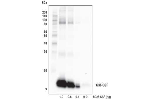 Western Blotting Image 1: GM-CSF (E8I1V) Rabbit mAb