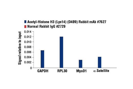 Chromatin Immunoprecipitation Image 3: Acetyl-Histone H3 (Lys14) (D4B9) Rabbit Monoclonal Antibody