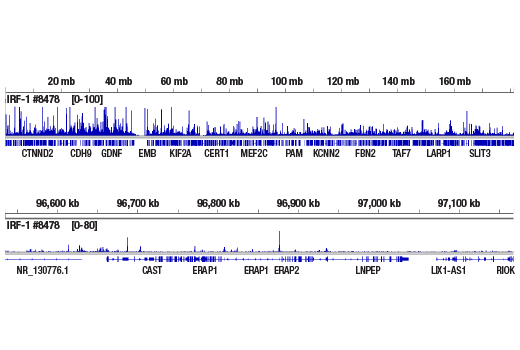 undefined Image 19: IRF Family Antibody Sampler Kit