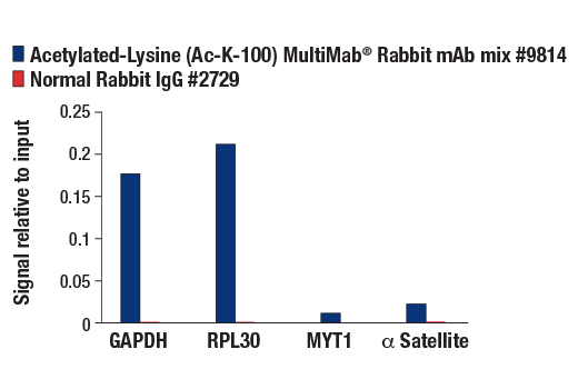 Chromatin Immunoprecipitation Image 1: Acetylated-Lysine (Ac-K<sup>2</sup>-100) MultiMab<sup>®</sup> Rabbit Monoclonal Antibody mix