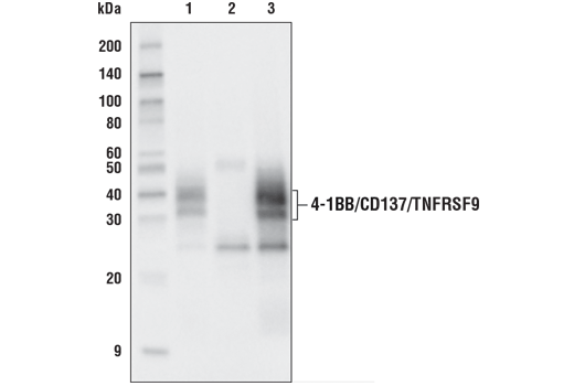 Immunoprecipitation Image 1: 4-1BB/CD137/TNFRSF9 (D2Z4Y) Rabbit Monoclonal Antibody