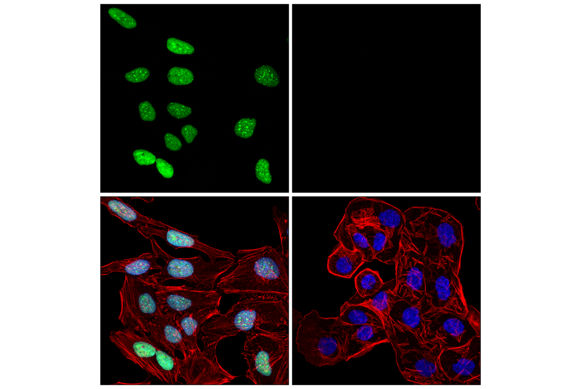 Immunofluorescence Image 1: HP1 alpha (F3K7M) Rabbit Monoclonal Antibody