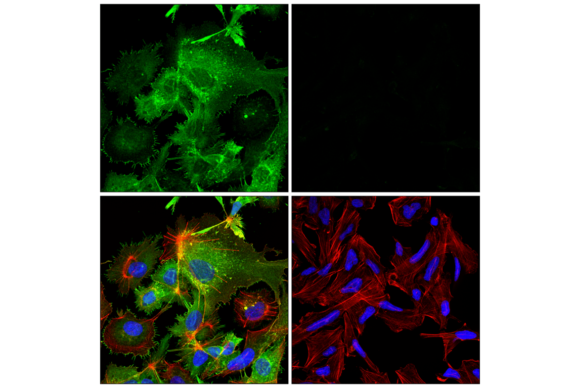 Immunofluorescence Image 1: Villin-1 (CWWB1) Mouse Monoclonal Antibody