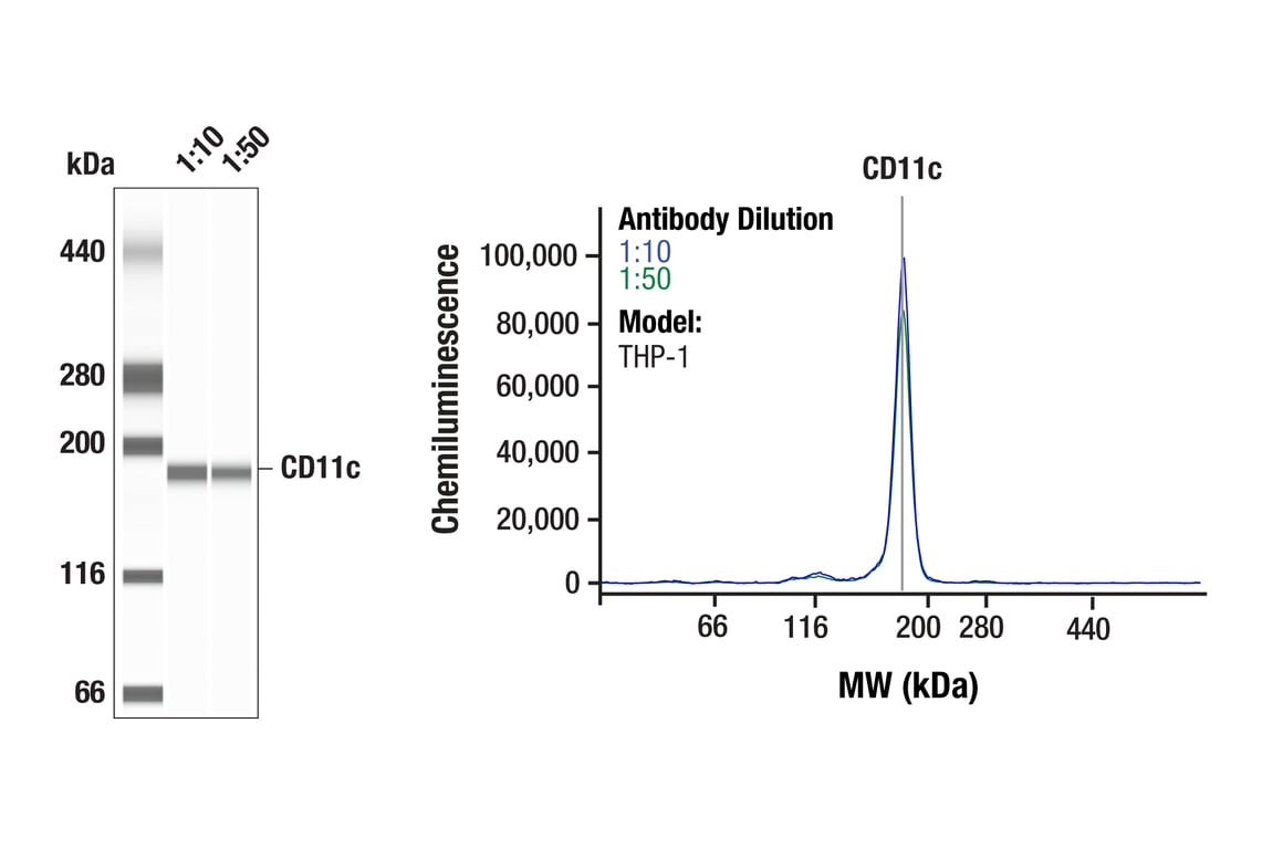 Western Blotting Image 1: CD11c (D3V1E) Rabbit Monoclonal Antibody