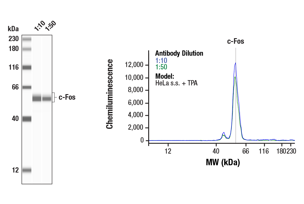 Western Blotting Image 1: c-Fos (E2I7R) Rabbit Monoclonal Antibody