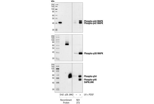 Western Blotting Image 1: Phospho-SAPK/JNK (Thr183/Tyr185) (98F2) Rabbit mAb