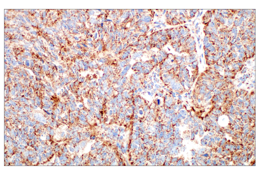 Immunohistochemistry Image 4: TFAM (D5C8) Rabbit Monoclonal Antibody