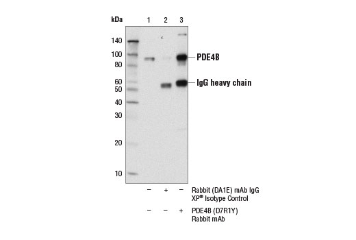Immunoprecipitation Image 1: PDE4B (D7R1Y) Rabbit Monoclonal Antibody