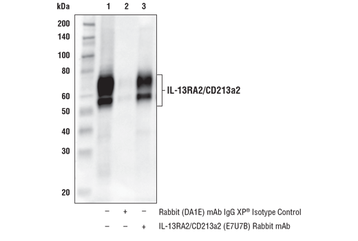 Immunoprecipitation Image 1: IL-13RA2/CD213a2 (E7U7B) Rabbit Monoclonal Antibody