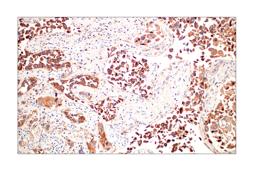 Immunohistochemistry Image 4: Src (36D10) Rabbit Monoclonal Antibody