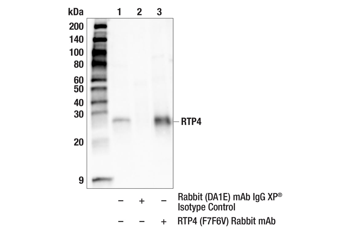 Immunoprecipitation Image 1: RTP4 (F7F6V) Rabbit Monoclonal Antibody