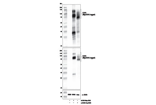 Western Blotting Image 3: TNFRSF8/CD30 (E4L4I) Rabbit Monoclonal Antibody (BSA and Azide Free)
