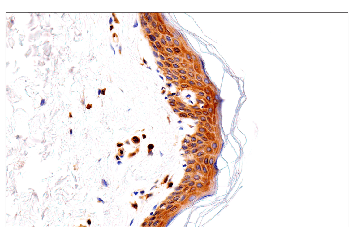 Immunohistochemistry Image 6: HLA-E (MEM-E/02) Mouse Monoclonal Antibody
