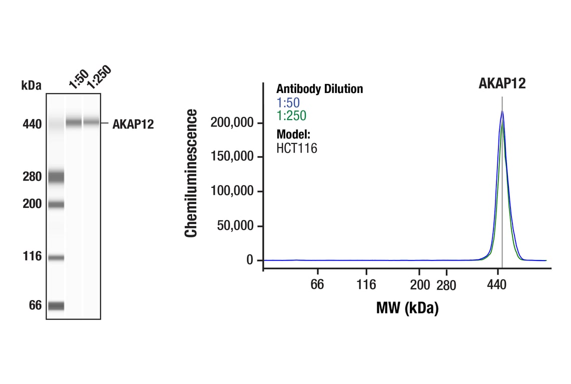 Western Blotting Image 1: AKAP12 (F4H6G) Rabbit Monoclonal Antibody