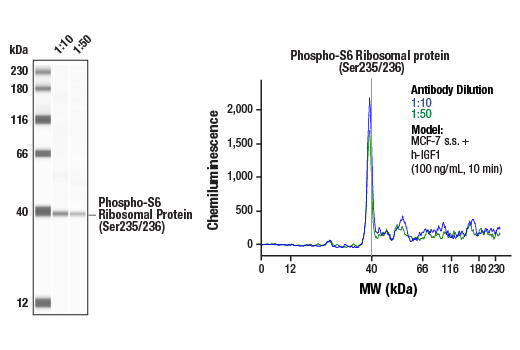 Western Blotting Image 1: Phospho-S6 Ribosomal Protein (Ser235/236) (D57.2.2E) Rabbit Monoclonal Antibody