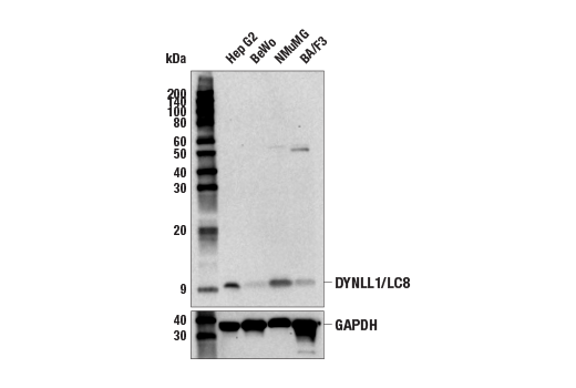 Western Blotting Image 1: DYNLL1/LC8 (E6W7R) Rabbit mAb