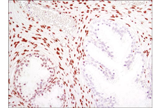Immunohistochemistry Image 3: MeCP2 (D4F3) Rabbit Monoclonal Antibody (BSA and Azide Free)