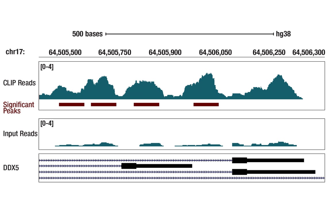 eCLIP Image 1: DDX5 (D15E10) Rabbit Monoclonal Antibody
