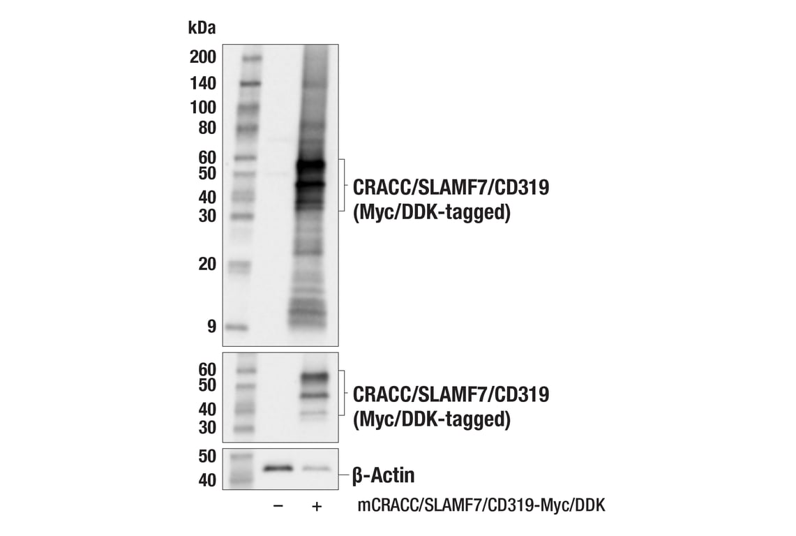 Western Blotting Image 2: CRACC/SLAMF7/CD319 (F6B9W) Rabbit Monoclonal Antibody