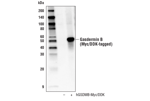 undefined Image 16: Gasdermin Family Antibody Sampler Kit