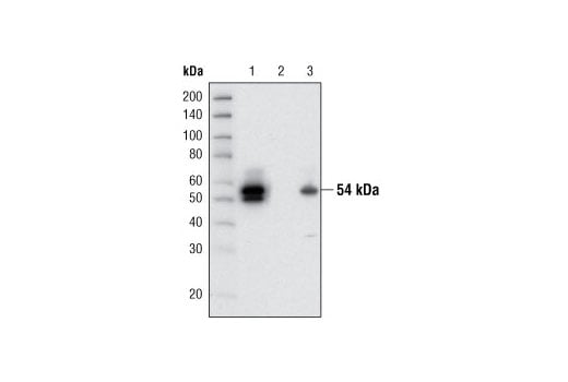 Immunoprecipitation Image 1: LKB1 (27D10) Rabbit Monoclonal Antibody